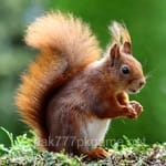 Avatar of Adeel Nisar